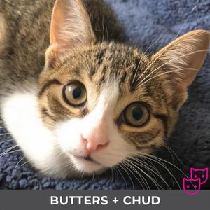 Butters (bonded with Chud), kitten, available for adoption