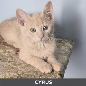 A light-colored kitten sitting on a beige carpeted perch, with the name CYRUS at the bottom.
