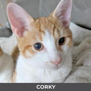 Close-up of an orange and white cat named Corky.