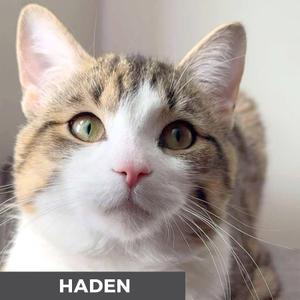 A close-up of a tabby cat with green eyes, looking directly at the camera. The name "HADEN" is written in white text on a black background at the bottom of the image.