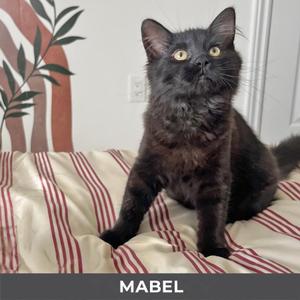 A black cat named Mabel sitting on a striped bedspread with a plant in the background.