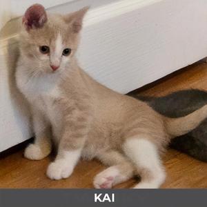 Kai, kitten, available for adoption