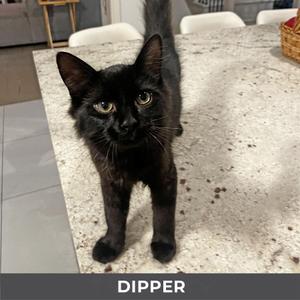 Dipper, kitten, available for adoption