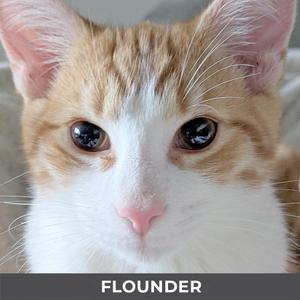 Close-up of an orange and white cat's face with the name FLOUNDER at the bottom.