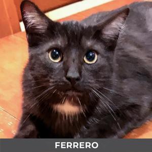 Ferrero, adult, available for adoption