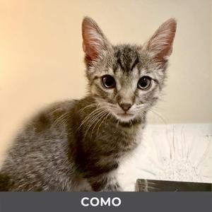 Como, kitten, available for adoption