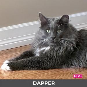 A fluffy gray cat with green eyes lying on a wooden floor.