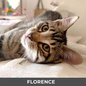 Florence, kitten, available for adoption