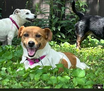 Clover~, Jack Russell Terrier, available for adoption