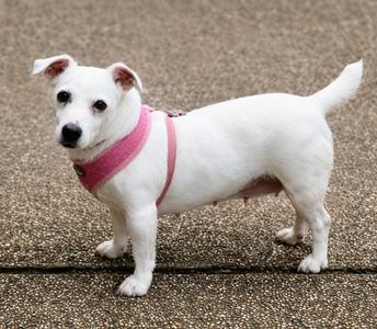 Esme~, Jack Russell Terrier, available for adoption
