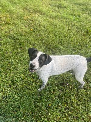Birdie*, Pointer / Setter (Unknown Type), adult, available for adoption