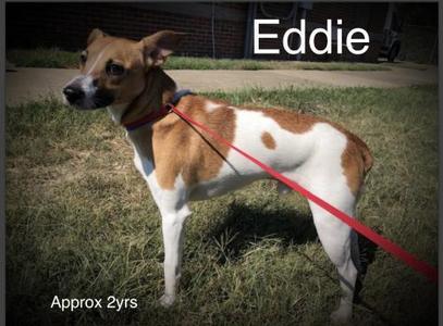 Eddie *, Jack Russell Terrier / Feist, young, available for adoption