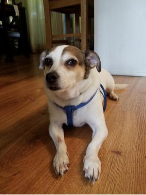 Apollo, Jack Russell Terrier, adult, available for adoption