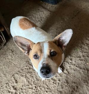 Auggie*, Corgi, young, available for adoption