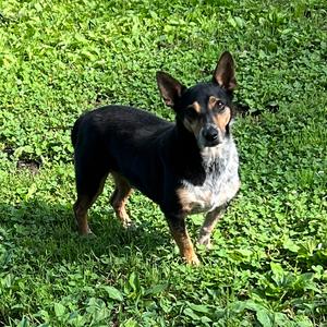 George* +, Cardigan Welsh Corgi, adult, available for adoption