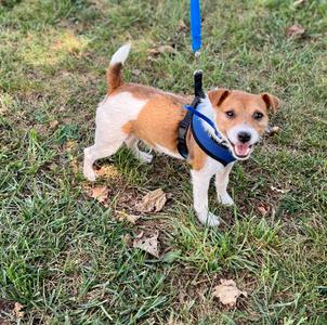 A small brown and white dog wearing a blue harness and leash, standing on grass.