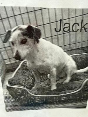 A black and white photo of a small dog named Jack sitting in a dog bed inside a cage.