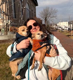 Brownie/TN~, Terriers (Small) / Chihuahua, adult, available for adoption