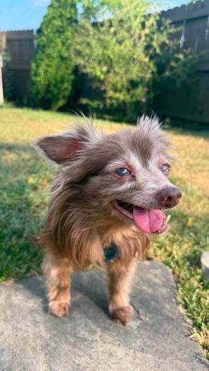 Drew~, Chihuahua, available for adoption