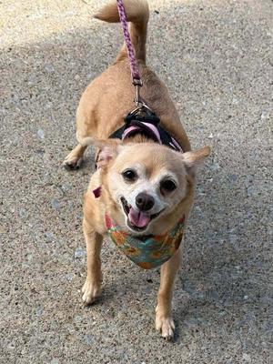 A small brown dog wearing a colorful bandana and a harness, standing on a paved surface.