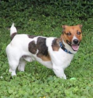 Jack, Jack Russell Terrier, adult, available for adoption