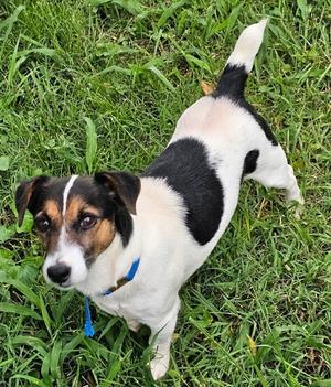 Cosmo~, Jack Russell Terrier, available for adoption