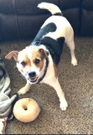 Dude, Jack Russell Terrier, available for adoption