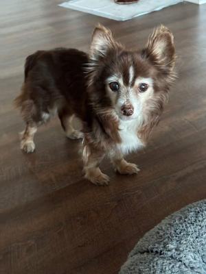 A small brown and white dog with long fur standing on a wooden floor.