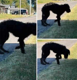 Inky DD, Schnauzer (Standard) / Poodle (Standard), available for adoption