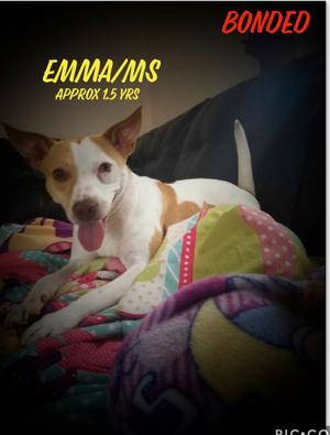 Emma/Ms*, Jack Russell Terrier, adult, available for adoption
