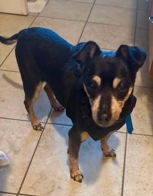 Gillie~, Chihuahua / Miniature Pinscher, available for adoption