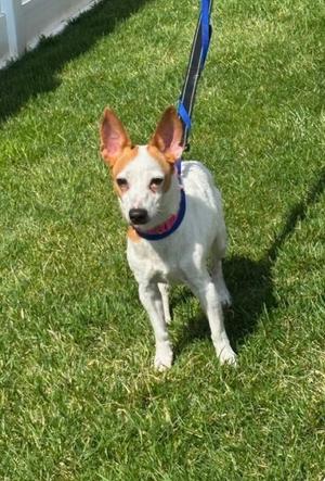 Boddie, Terriers (Small) / Jack Russell Terrier, available for adoption