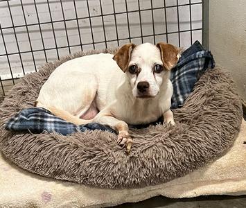 Chicken *, Jack Russell Terrier, adult, available for adoption