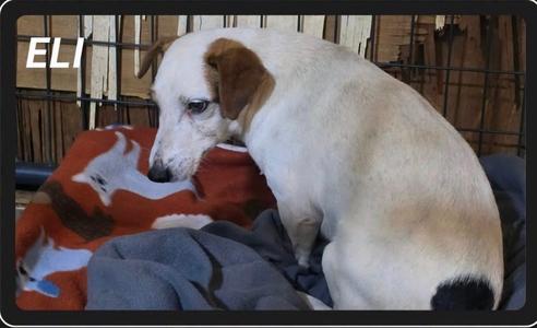 Eli~, Jack Russell Terrier, available for adoption