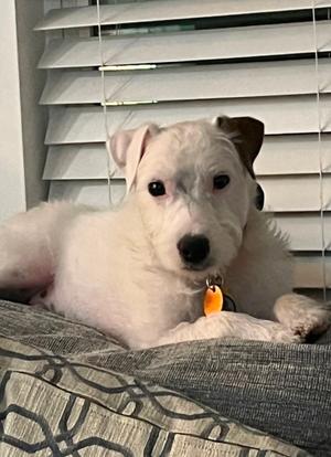 CJ - CP, Irish Wolfhound / Wirehaired Jack Russell Terrier, available for adoption