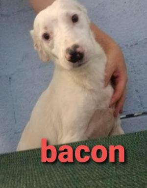A white dog with a black nose and brown eyes is being held by a person's hand. The word "bacon" is written in red text at the bottom of the image.