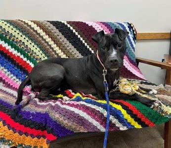 Ember, Pit Bull Terrier, adult, available for adoption