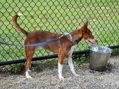 Spike, Portuguese Podengo, adult, available for adoption