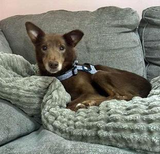 Timmy, Portuguese Podengo, senior, available for adoption