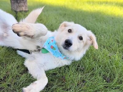 Ogie, Mixed Breed, puppy, available for adoption