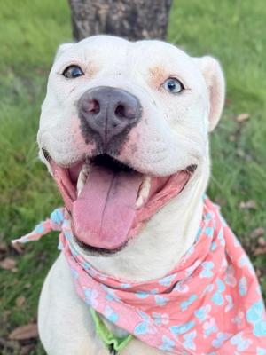 Aria, Mixed Breed, puppy, available for adoption