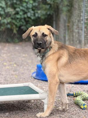 Louie, Mixed Breed, young, available for adoption