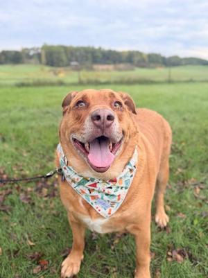 A happy brown dog wearing a colorful bandana stands in a grassy field.