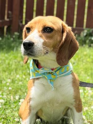 Poppyseed, Mixed Breed, adult, available for adoption