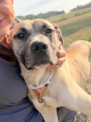Huey, Mixed Breed, adult, available for adoption