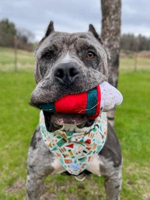 Theo, Mixed Breed, adult, available for adoption