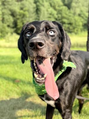 Cricket, Mixed Breed, young, available for adoption