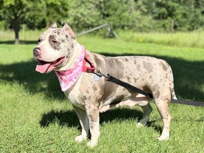 Tumbler, Mixed Breed, adult, available for adoption
