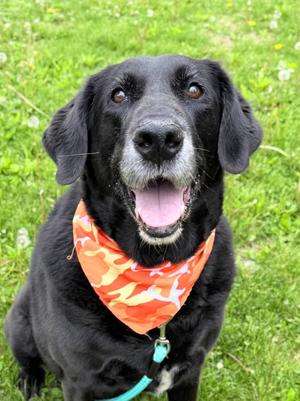 Bubba Jay, Mixed Breed, senior, available for adoption