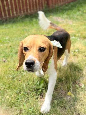 Multigrain, Mixed Breed, adult, available for adoption